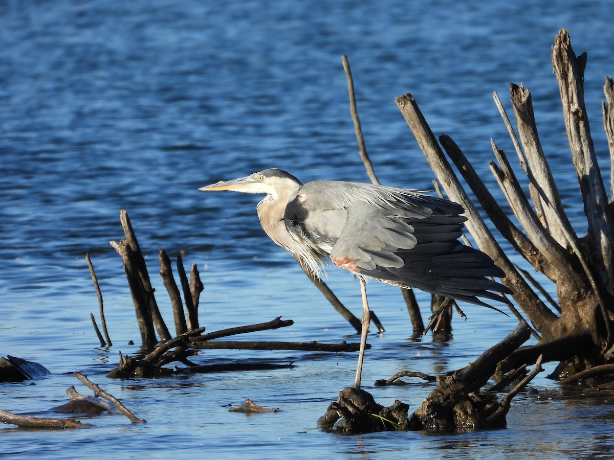 Great Blue Heron - ML623892057