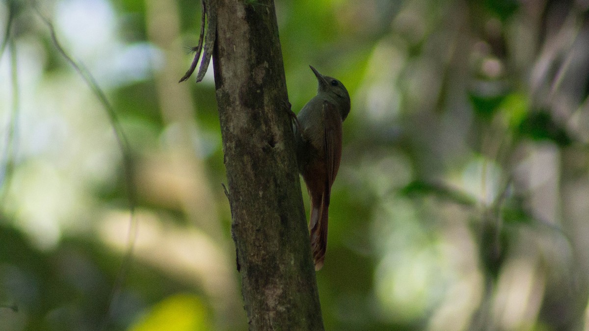 Olivaceous Woodcreeper - ML623892065