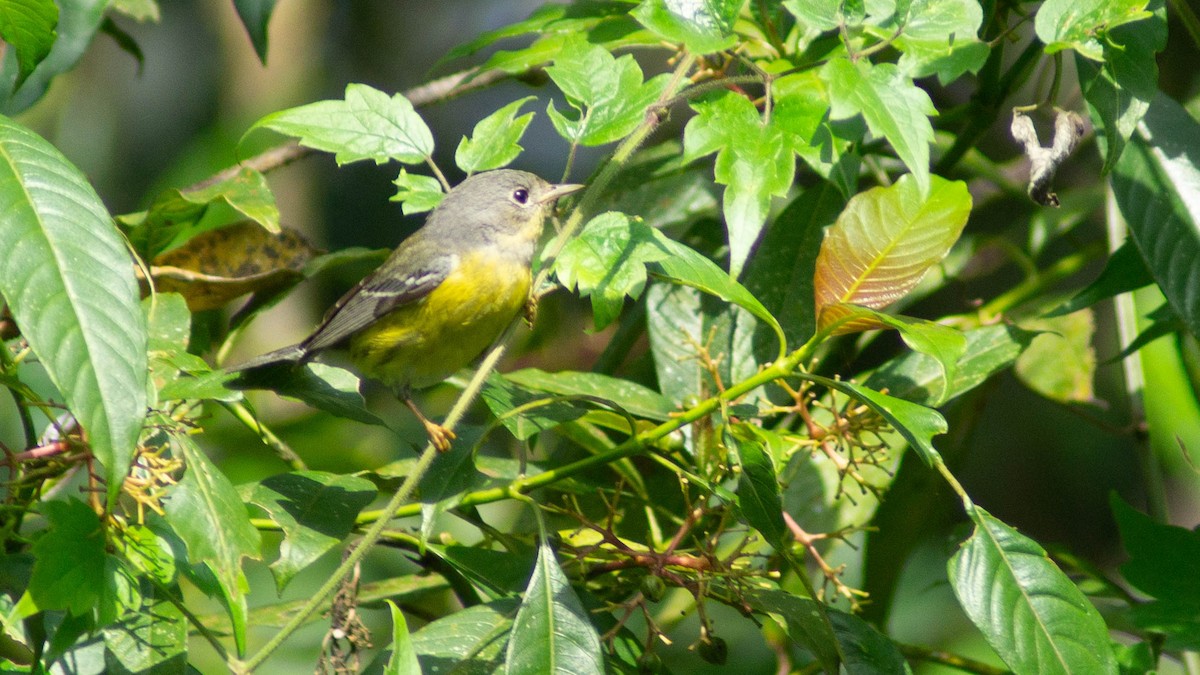 Magnolia Warbler - ML623892145