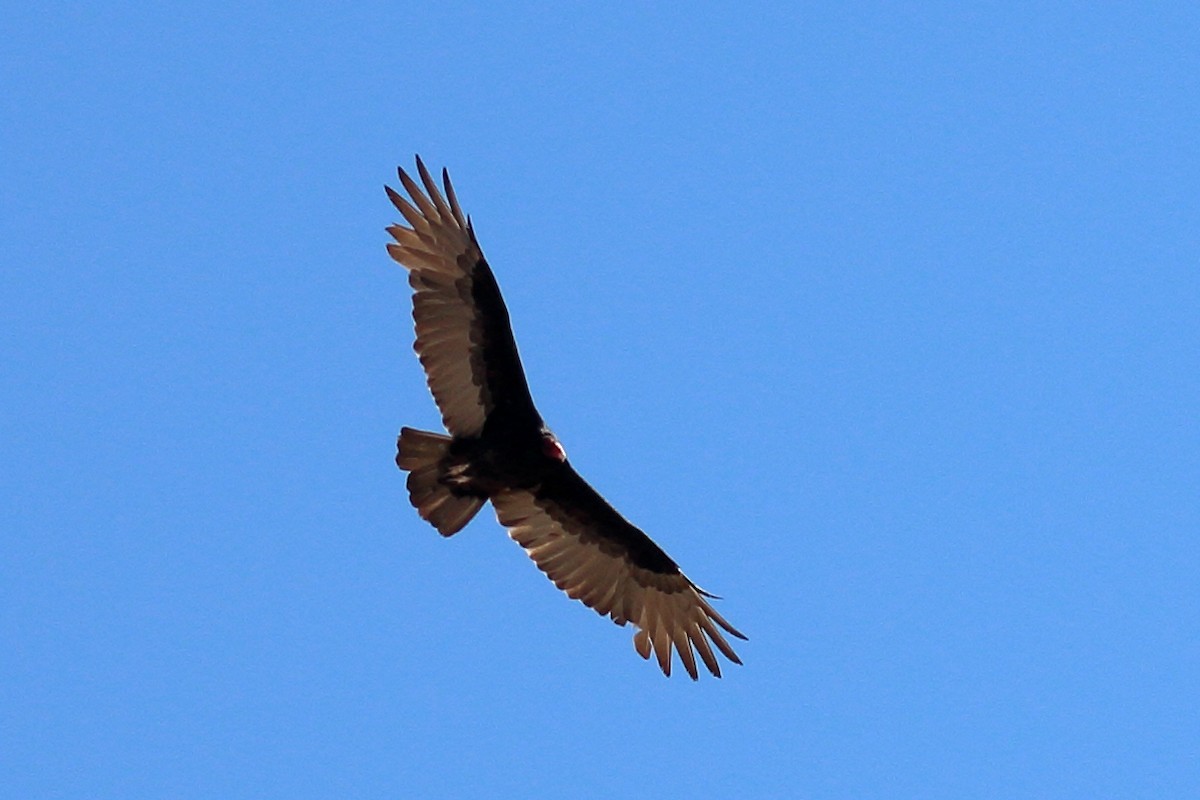 Turkey Vulture - ML623892176