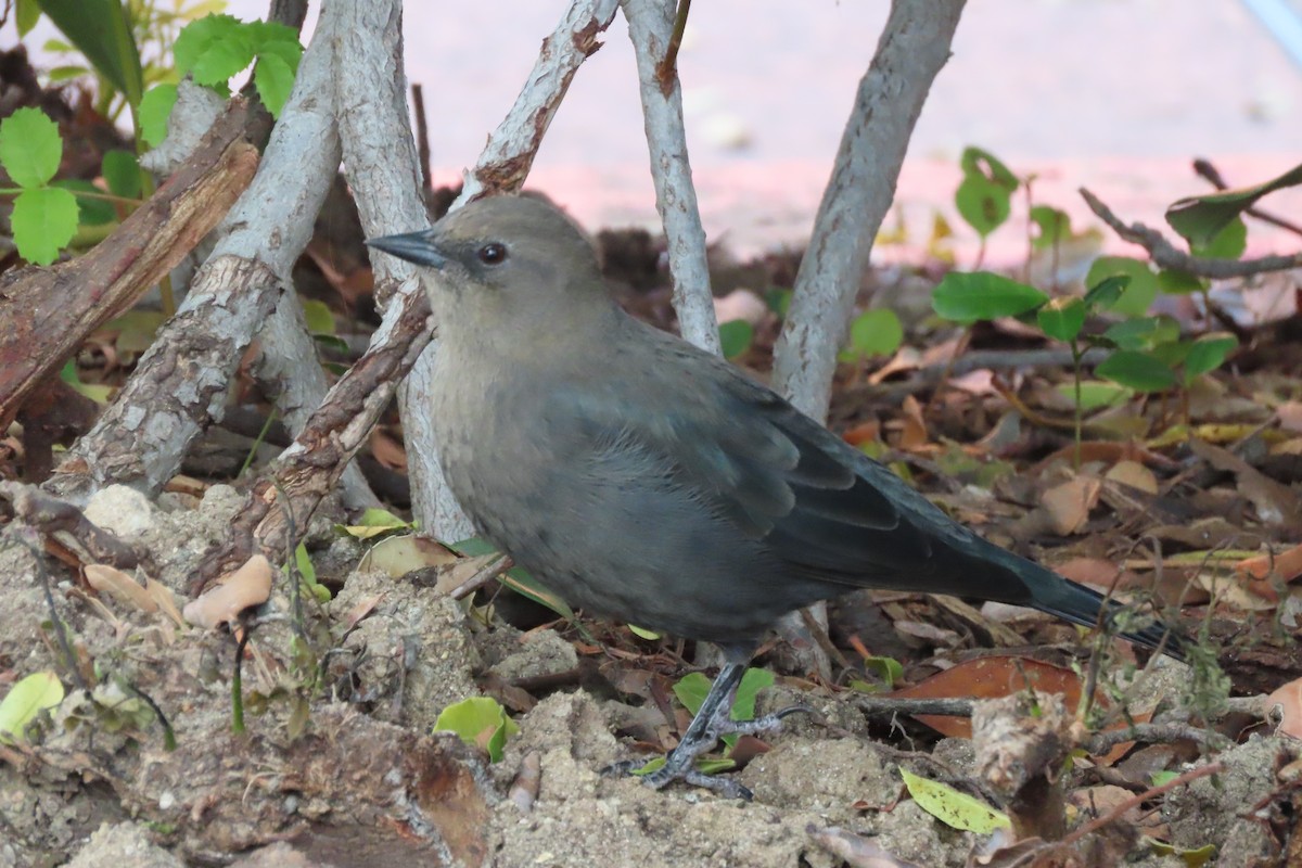 Brewer's Blackbird - Becky Turley