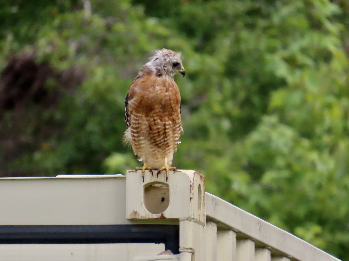 Red-shouldered Hawk - ML623892209