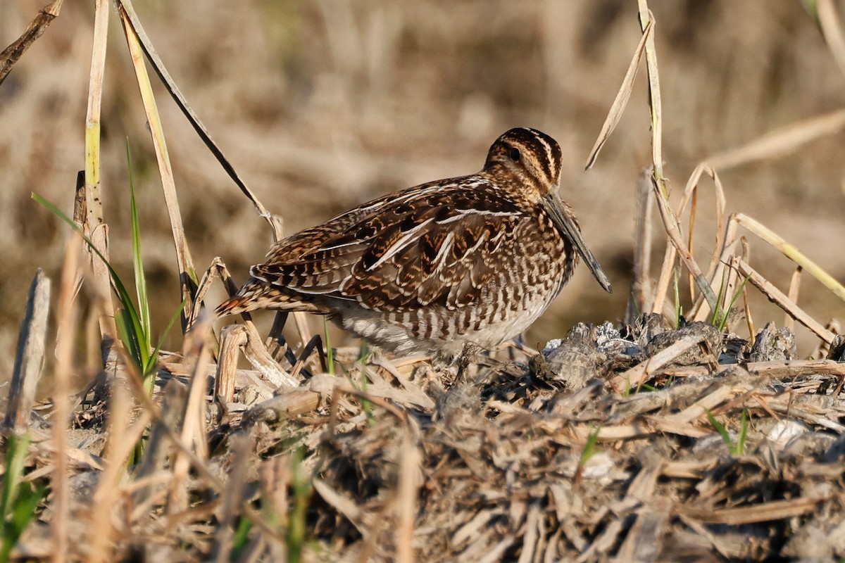 Wilson's Snipe - ML623892215