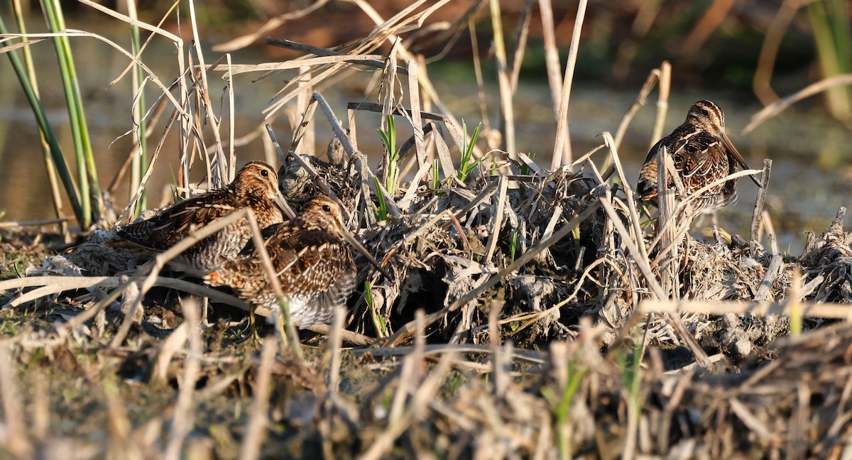 Wilson's Snipe - ML623892219