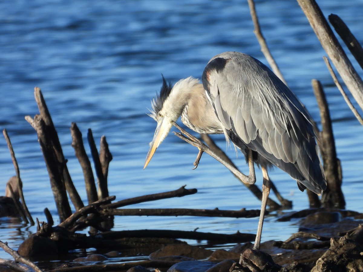 Great Blue Heron - ML623892225