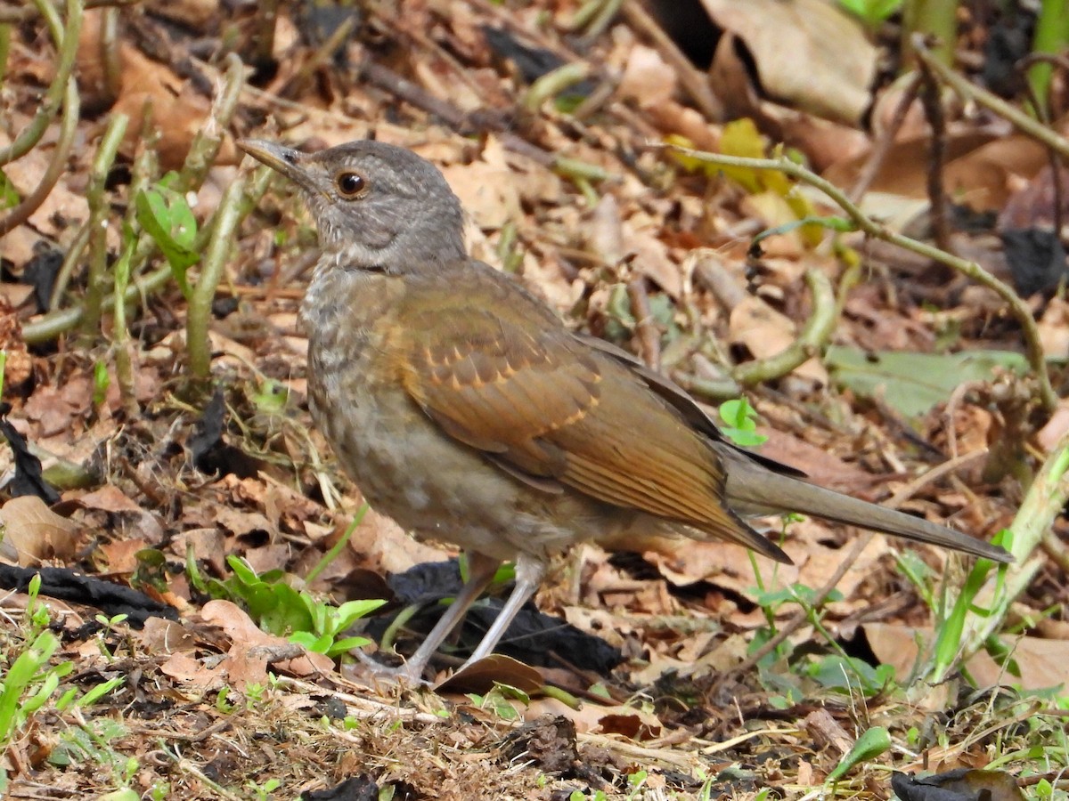 Pale-breasted Thrush - ML623892226