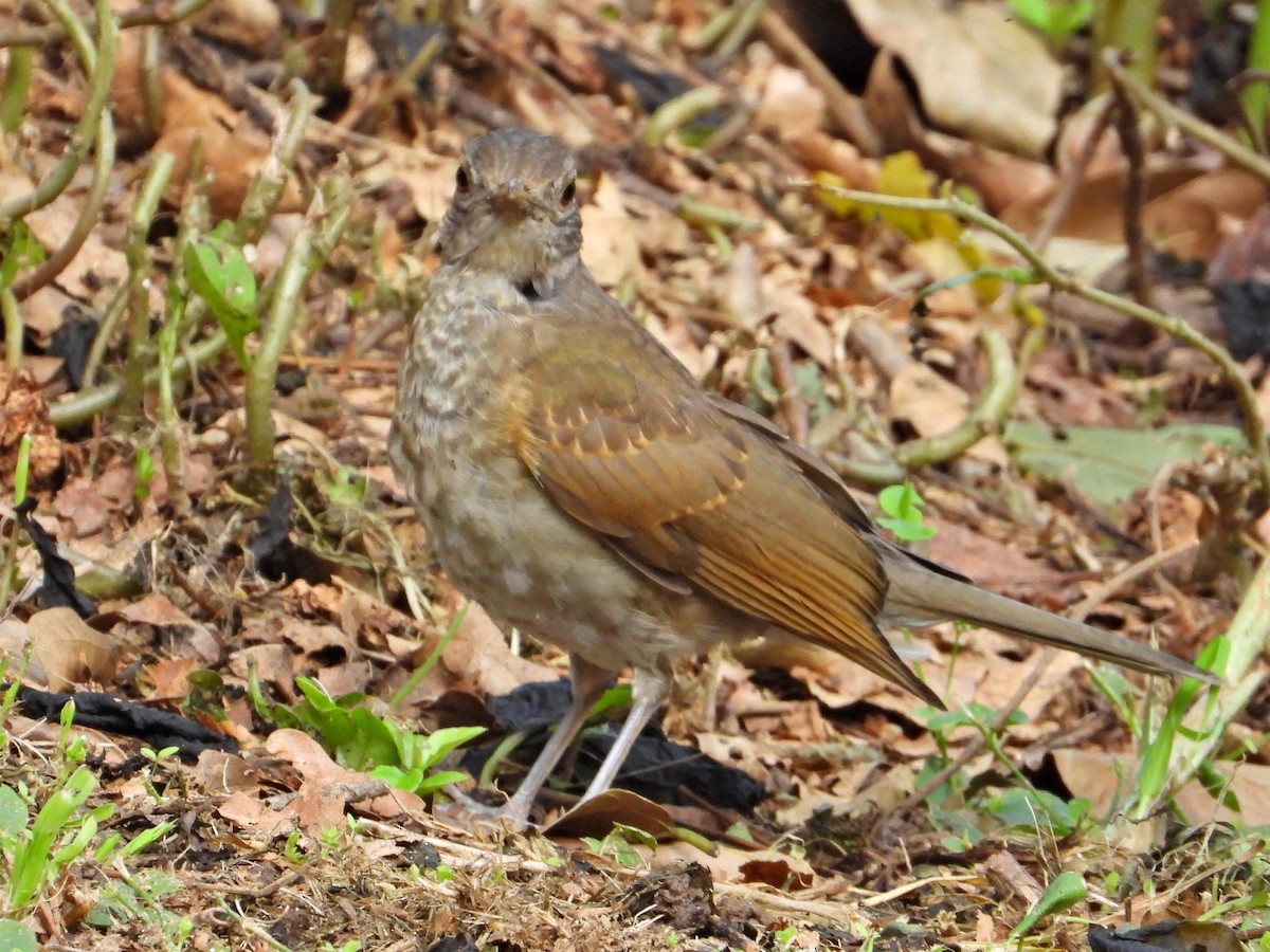 Pale-breasted Thrush - ML623892227