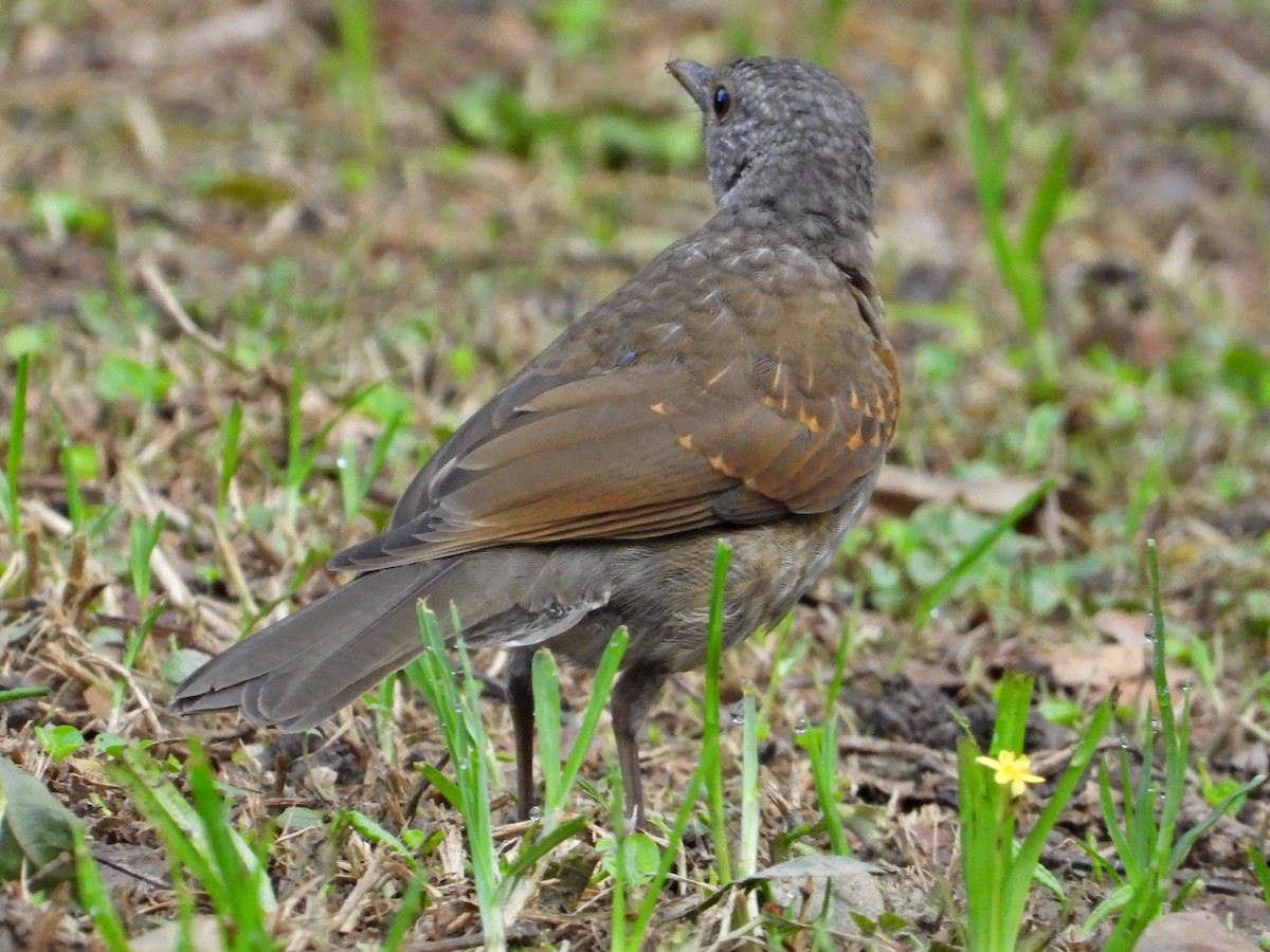 Pale-breasted Thrush - ML623892228