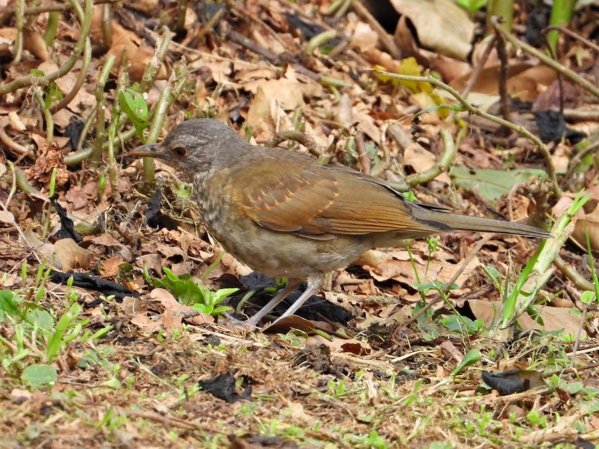 Pale-breasted Thrush - ML623892229