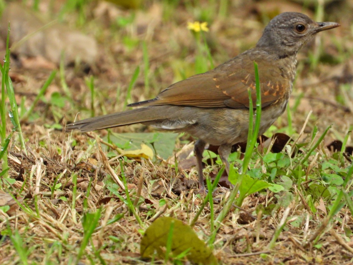 Pale-breasted Thrush - ML623892231