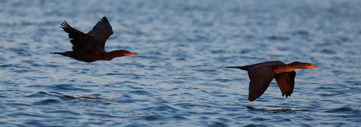 Double-crested Cormorant - ML623892264