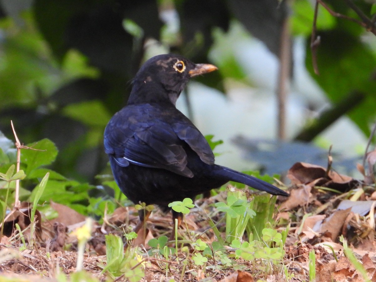 Glossy-black Thrush - ML623892271