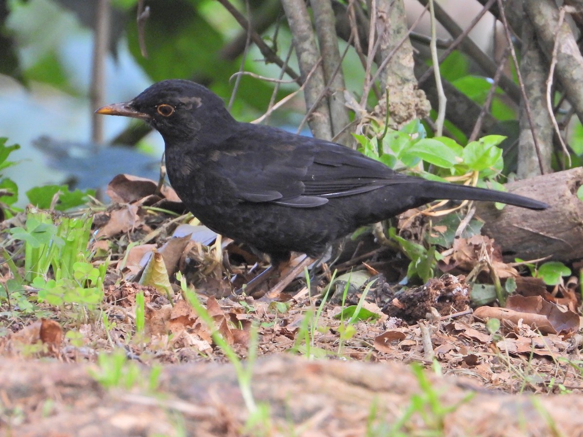 Glossy-black Thrush - ML623892273