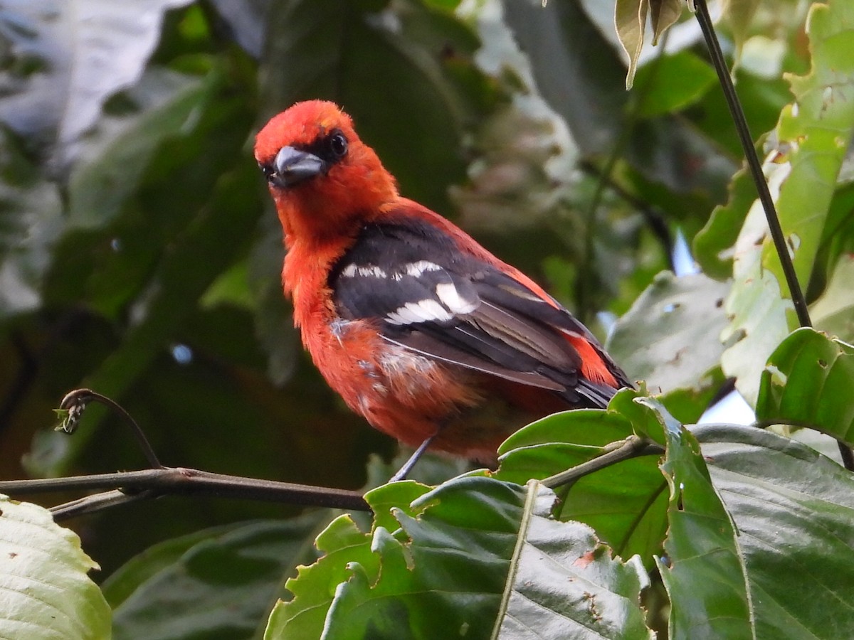 White-winged Tanager - ML623892302