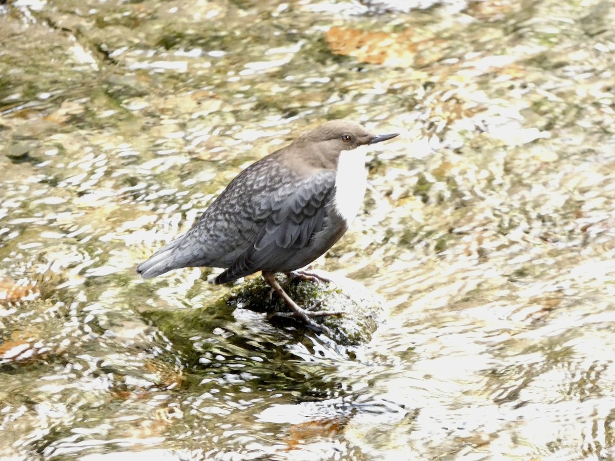 White-throated Dipper - ML623892304