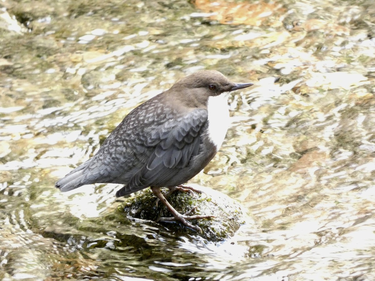 White-throated Dipper - ML623892305