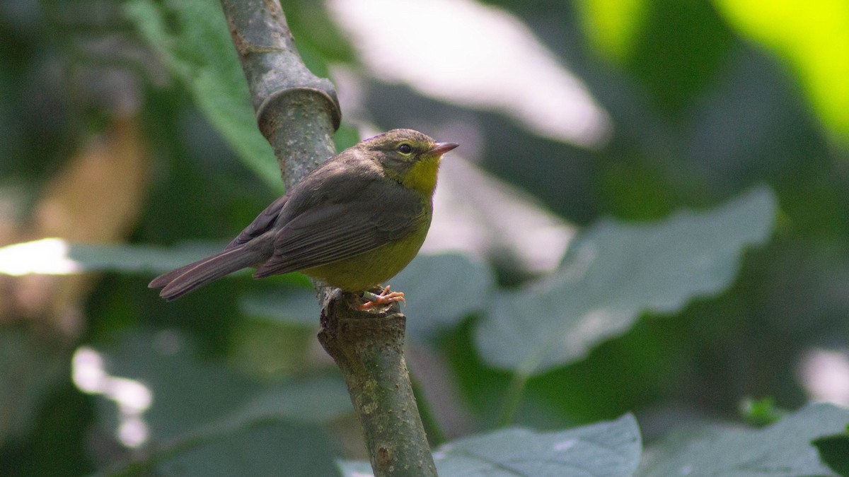 Golden-crowned Warbler - ML623892313