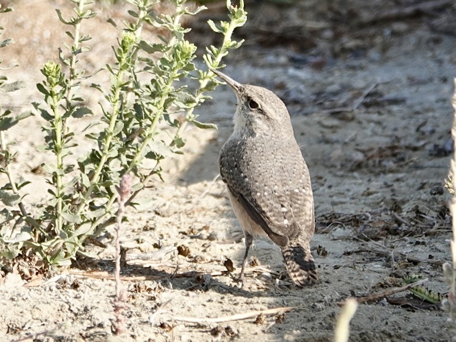 Rock Wren - ML623892343