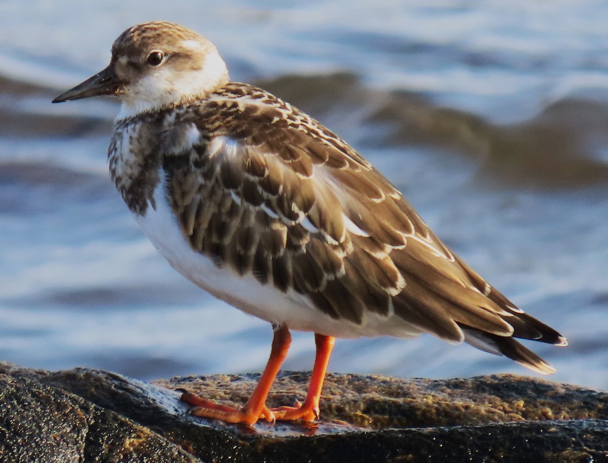 Ruddy Turnstone - ML623892351