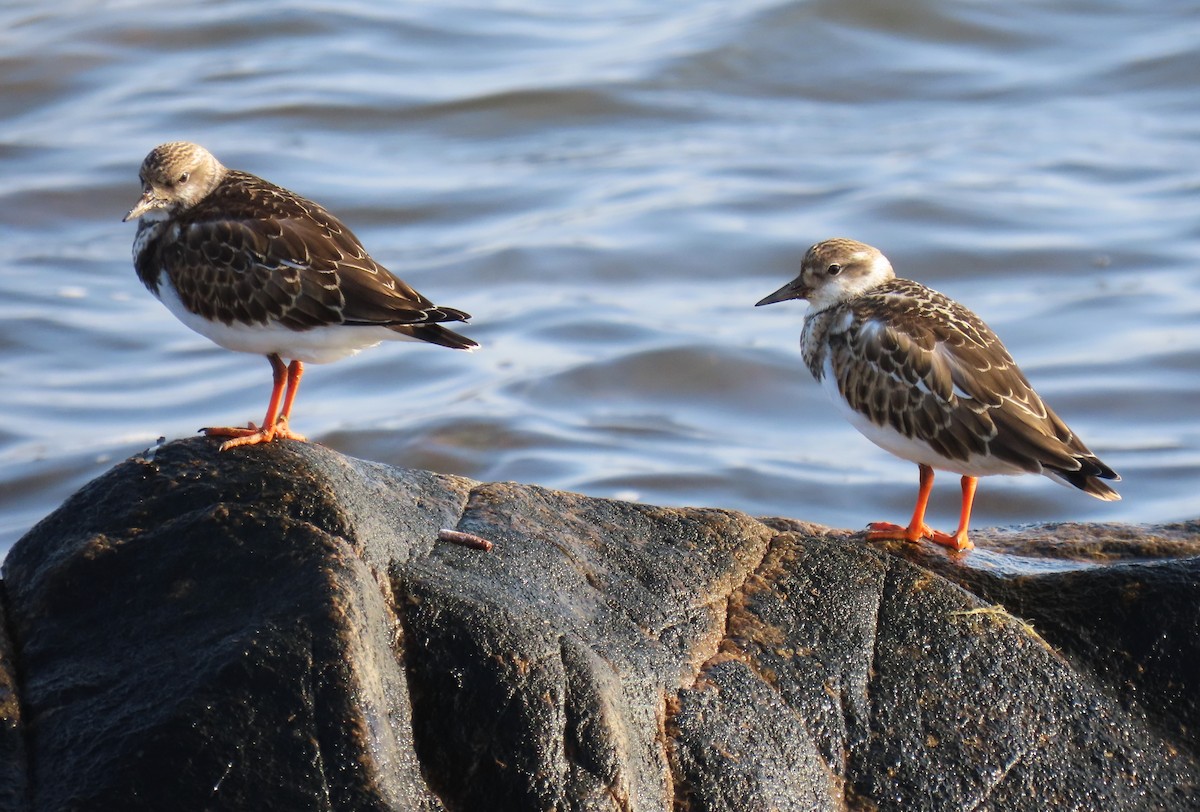 Ruddy Turnstone - ML623892353