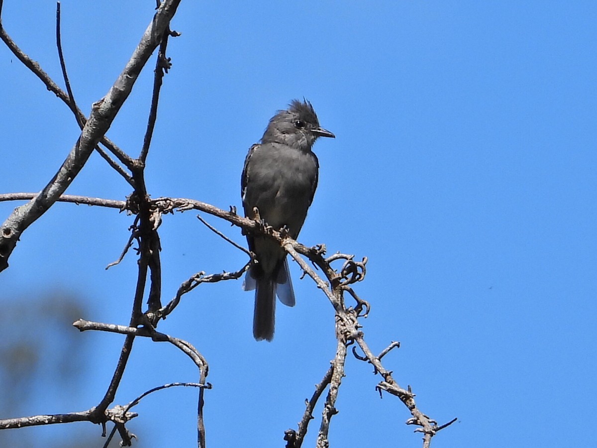 Smoke-colored Pewee - ML623892359