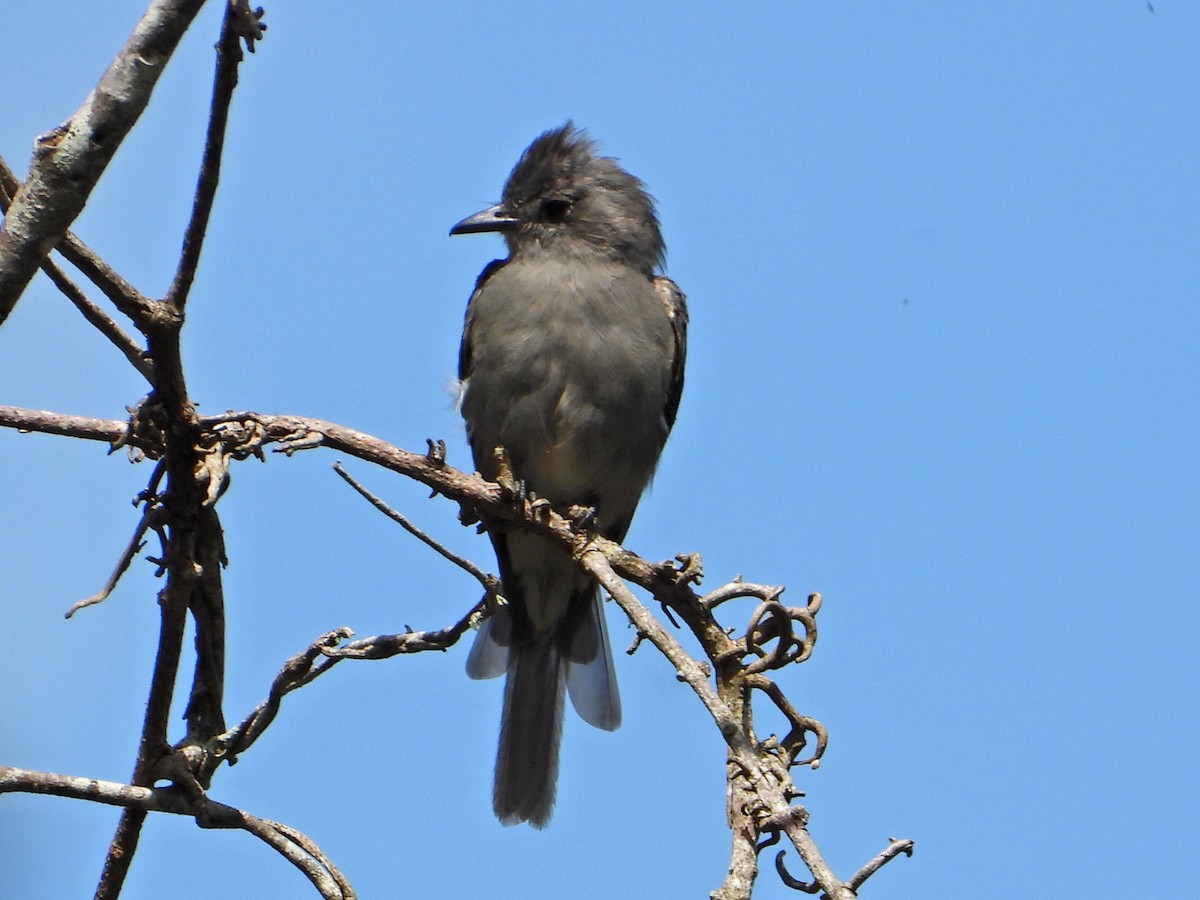 Smoke-colored Pewee - ML623892360