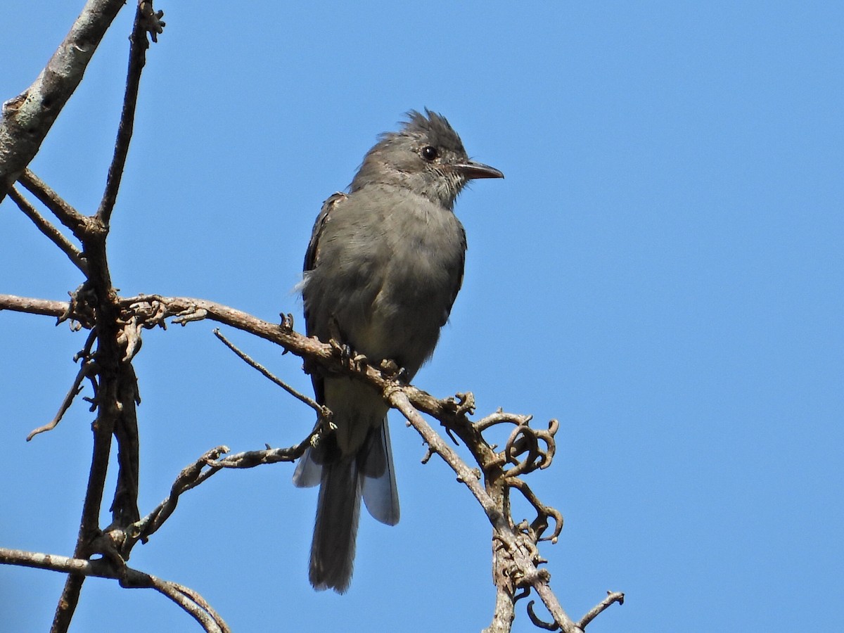 Smoke-colored Pewee - ML623892361