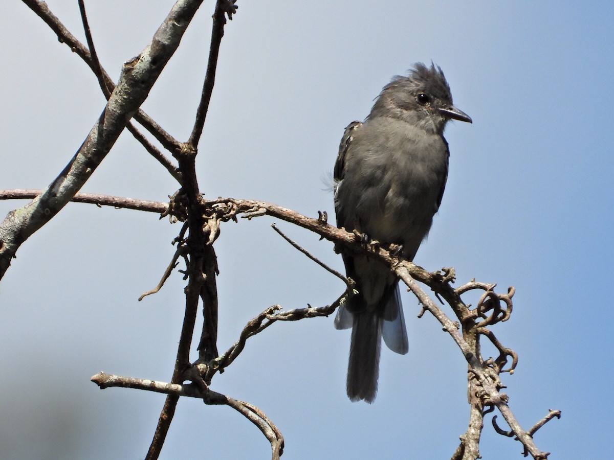 Smoke-colored Pewee - ML623892363