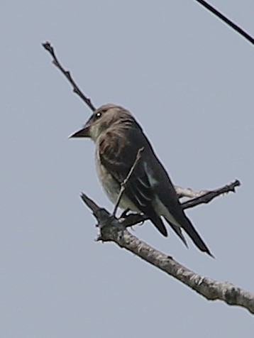 Olive-sided Flycatcher - ML623892364