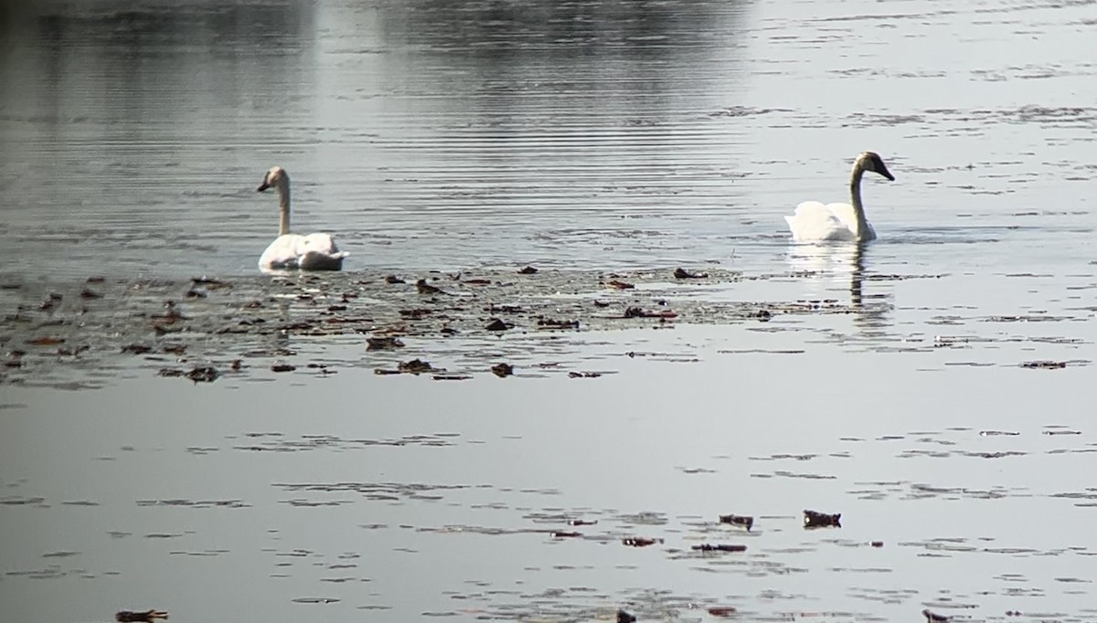 Trumpeter Swan - ML623892382