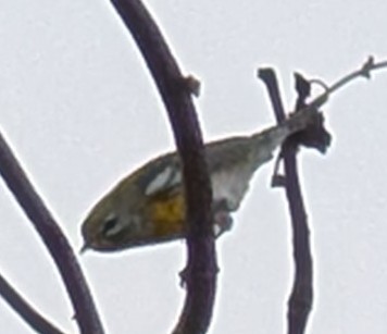 Northern Parula - ML623892385