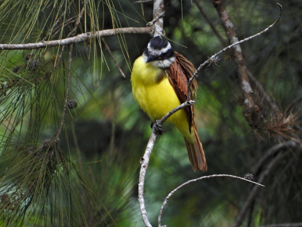 Tropical Kingbird - ML623892389