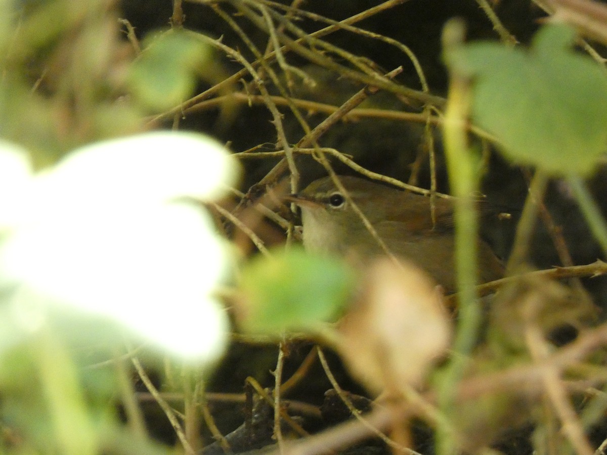 Cetti's Warbler - Keith Jaret Klein