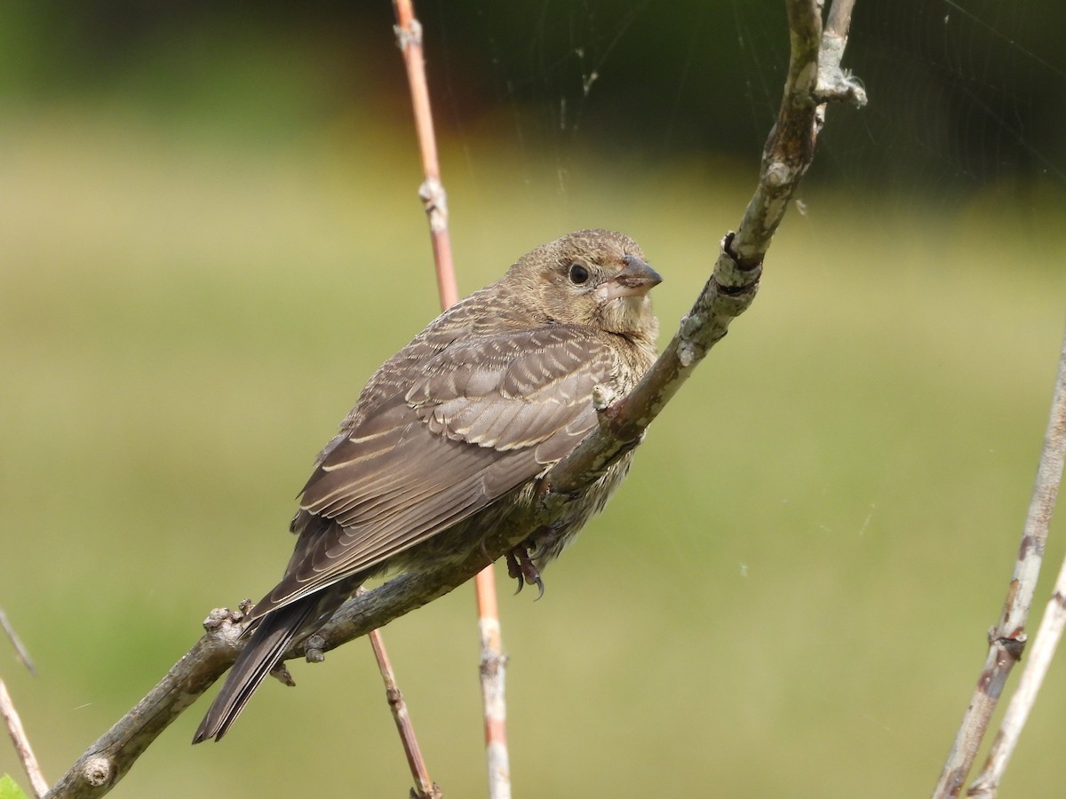 Brown-headed Cowbird - ML623892432