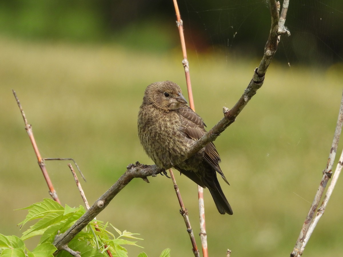 Brown-headed Cowbird - ML623892433