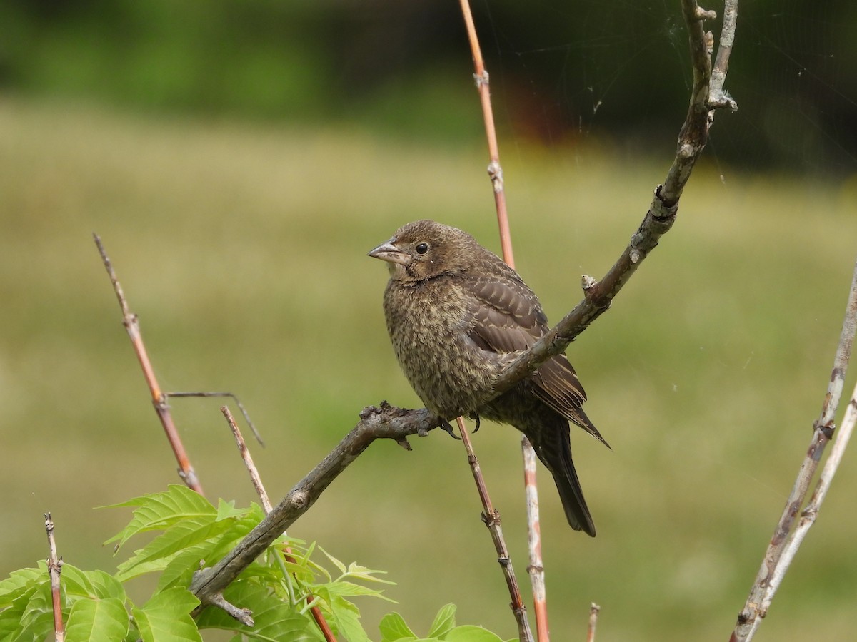 Brown-headed Cowbird - ML623892434