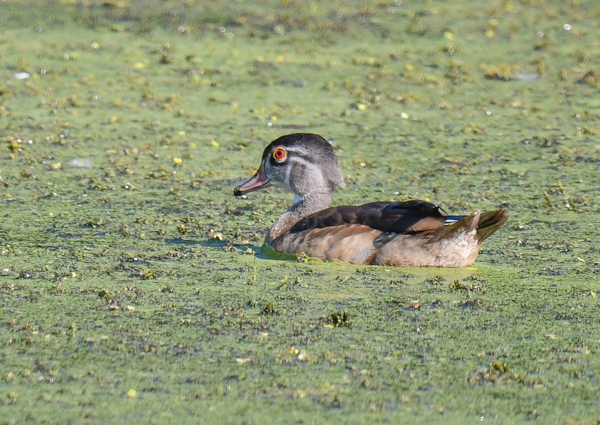 Canard branchu - ML623892437