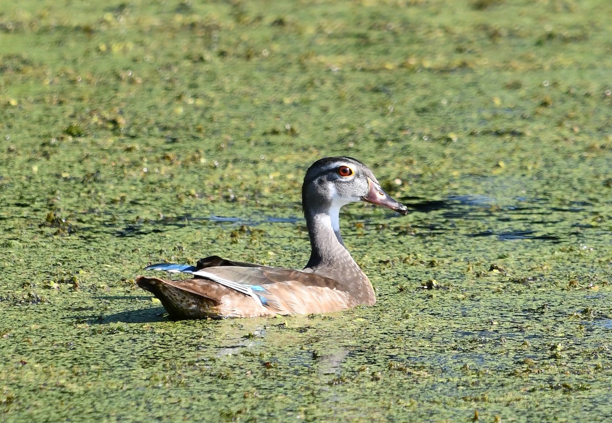 Wood Duck - ML623892438