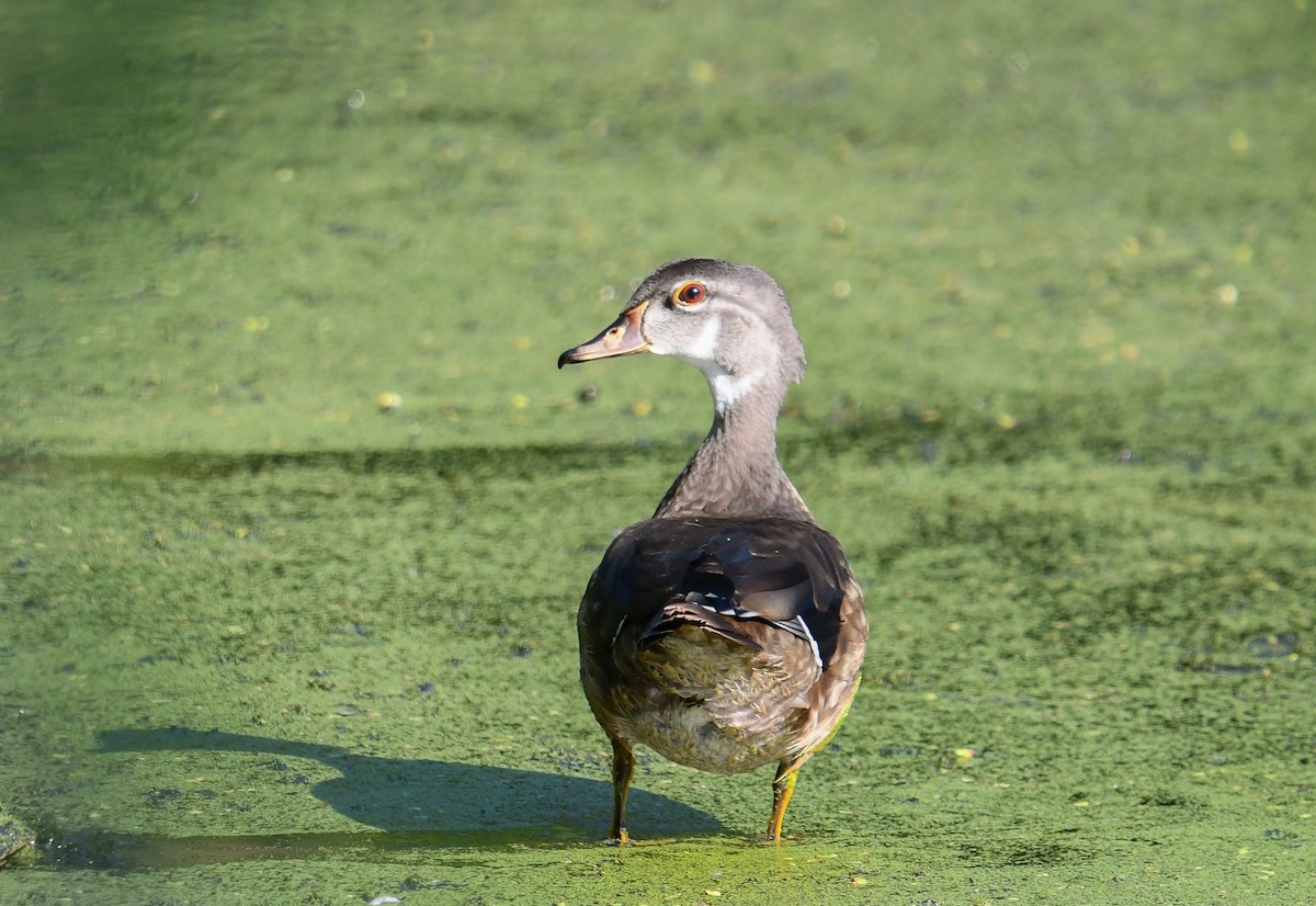 Wood Duck - Elaine Thomas