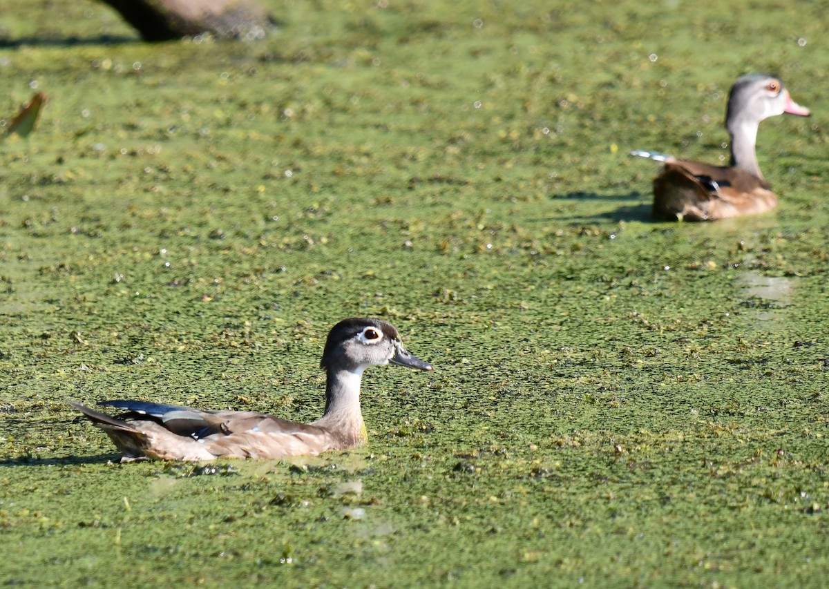 Wood Duck - ML623892441