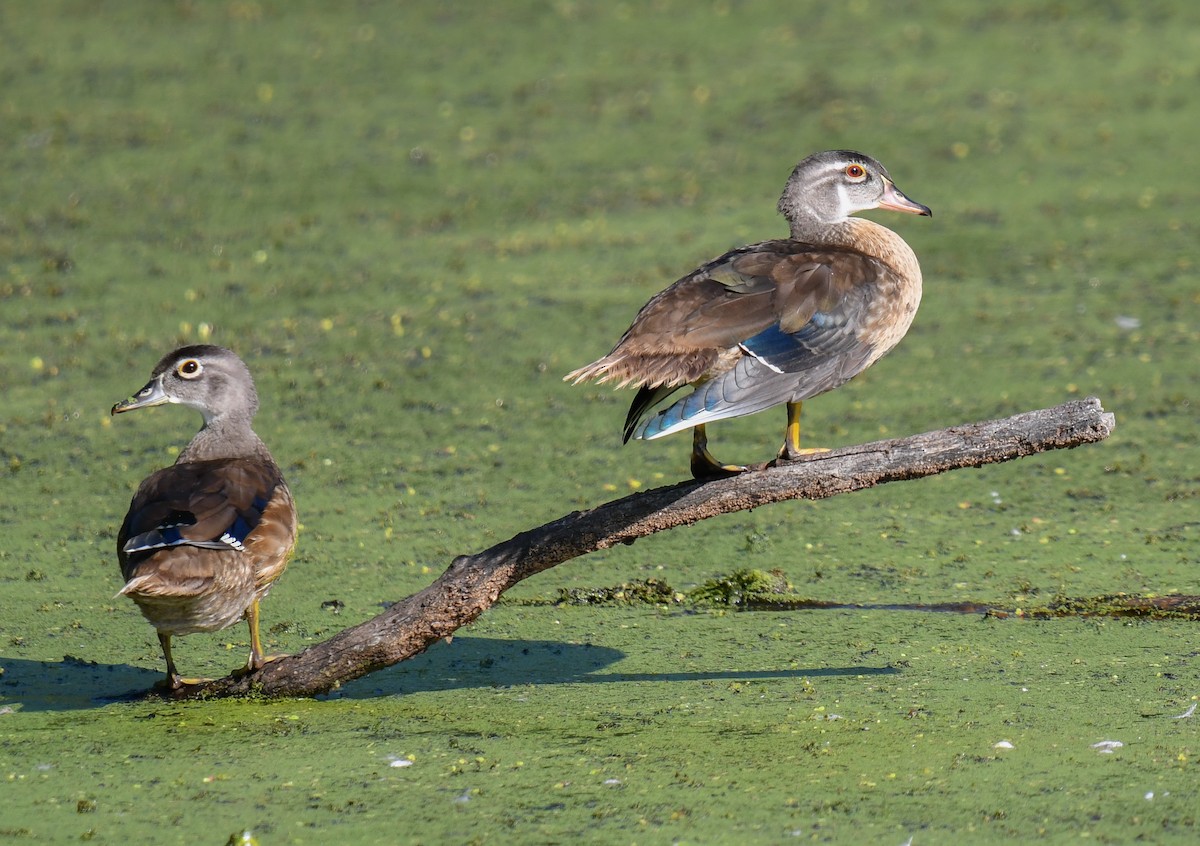 Wood Duck - ML623892442