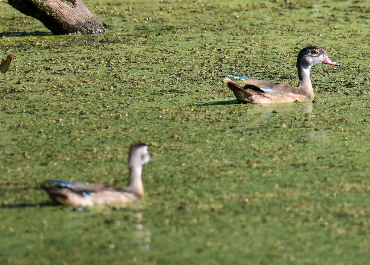 Wood Duck - Elaine Thomas