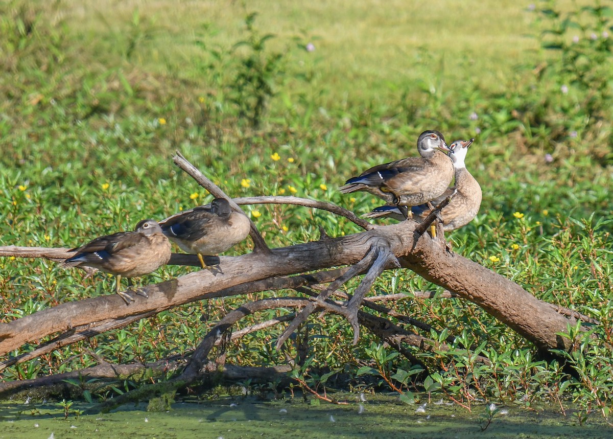 Wood Duck - ML623892445