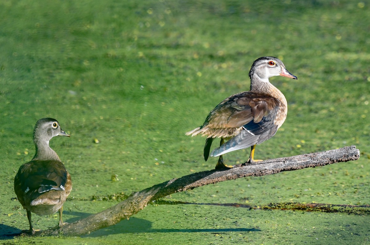 Wood Duck - ML623892448