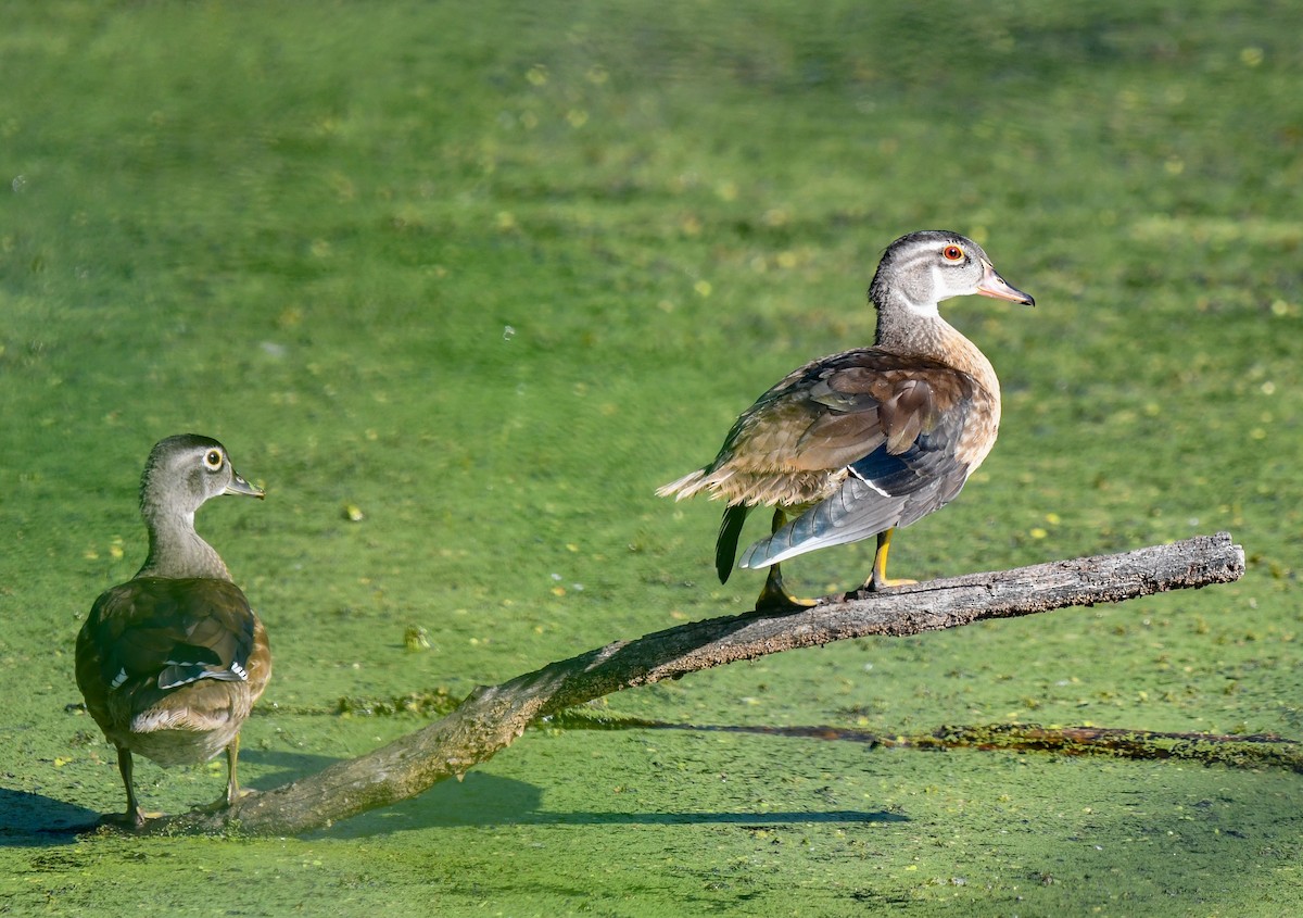 Wood Duck - ML623892449