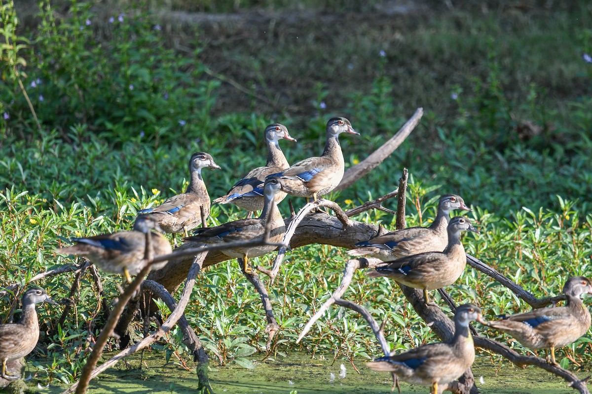 Wood Duck - ML623892455