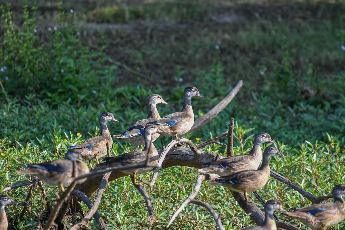 Wood Duck - ML623892456