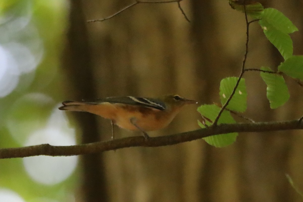 Bay-breasted Warbler - ML623892469