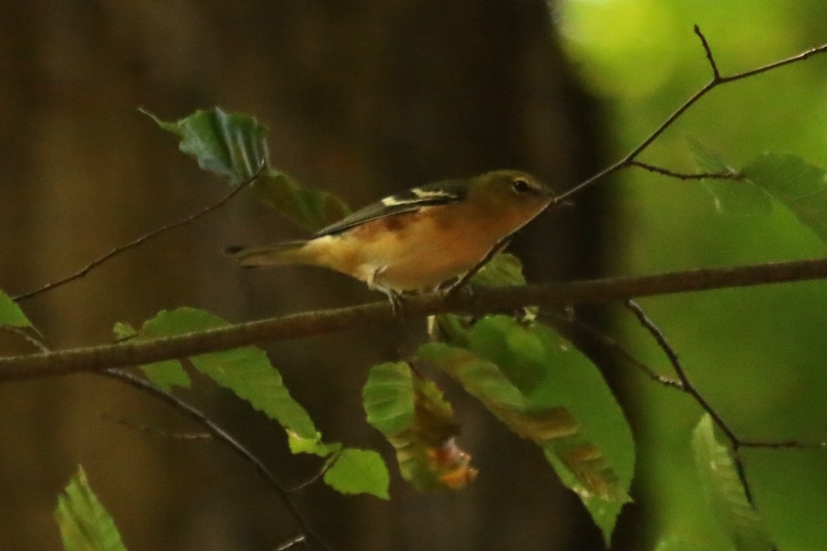 Bay-breasted Warbler - ML623892470