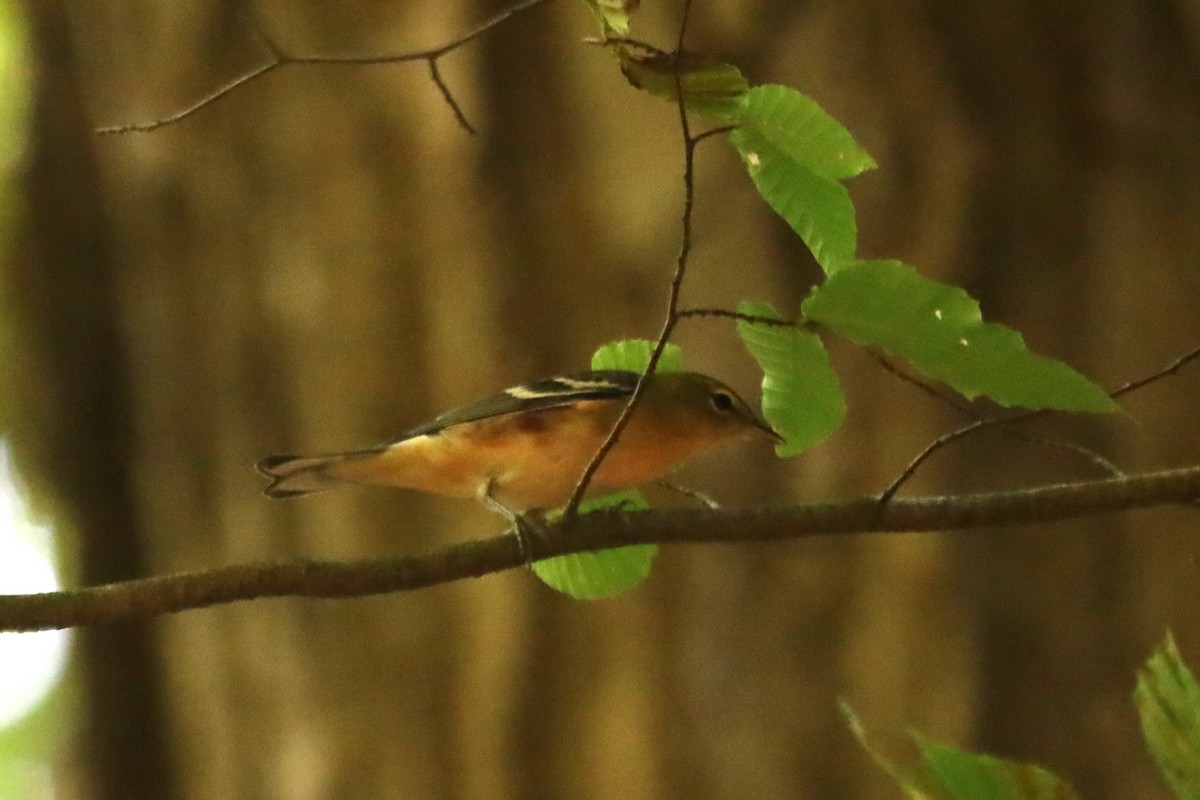 Bay-breasted Warbler - Sarah Winnicki